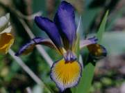 Spuria Blue Bunting